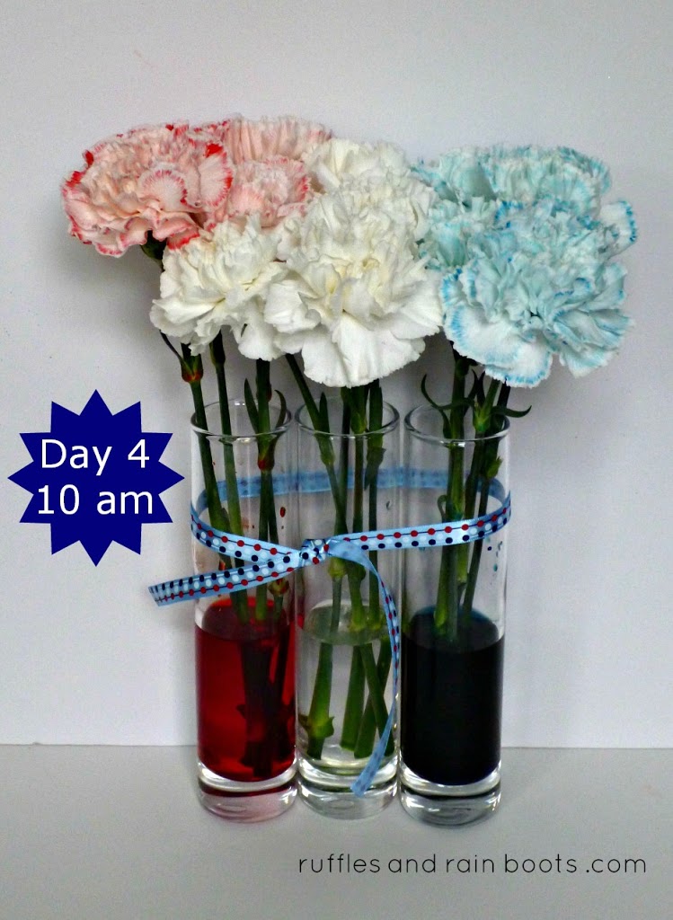 day-4-color-changing-carnations-safe-science-for-kids